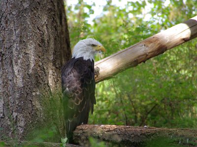 Haliaeetus leucocephalus