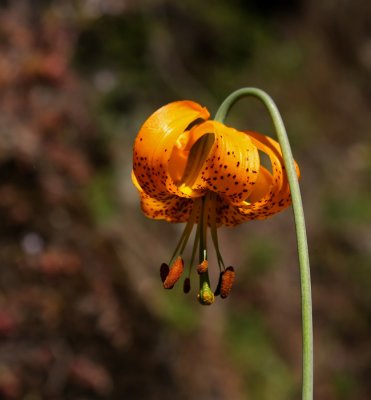 Columbia Lily  (Lilium Columbianum)