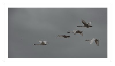 IN FLIGHT