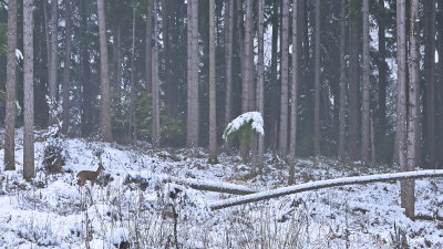 g3/54/364954/3/120361448.Z93oRKej.jpg