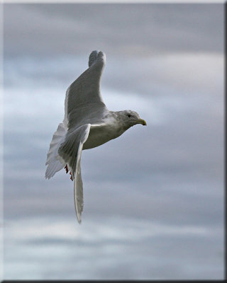 Turning gull