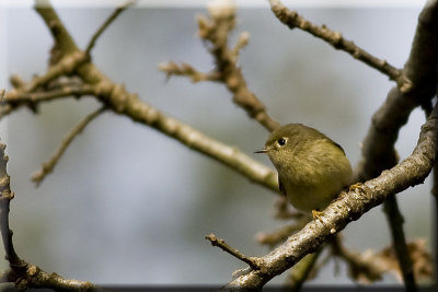 Ruby Crowned Kinglet