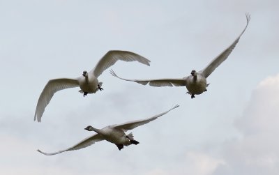 g3/54/364954/3/121870545.CGEB1WUl.jpg