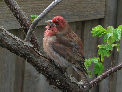 Red House Finch