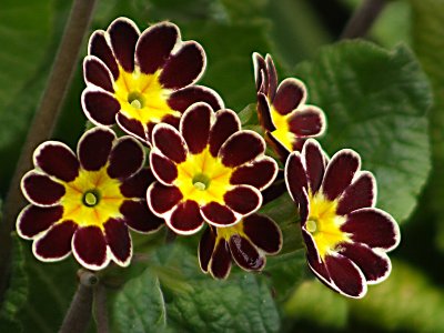 Primulas