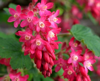 g3/54/364954/3/58513208.RedfloweringCurrant.jpg