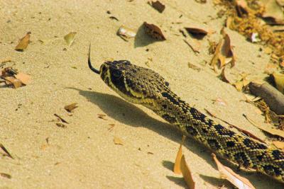 Diamondback head shot