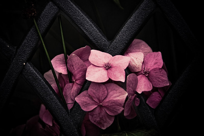 10 Aug... Pink lattice