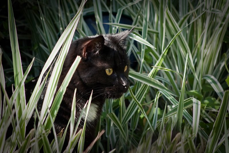 Stalking