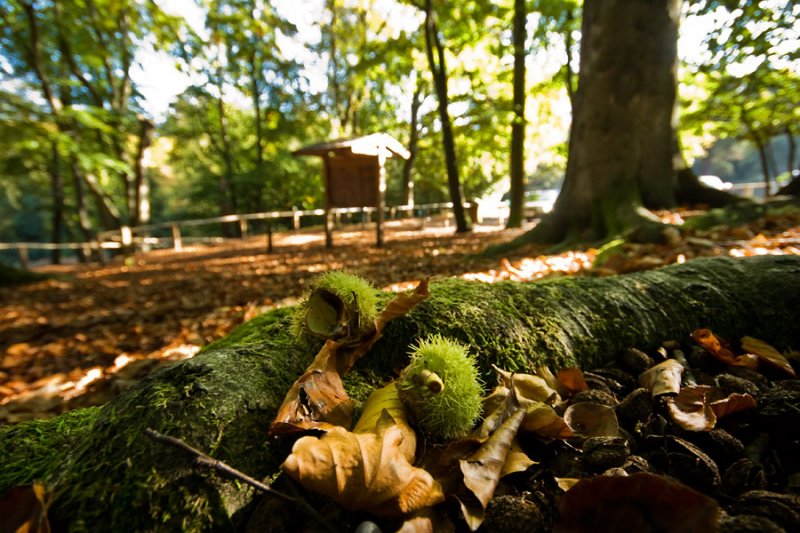 Sweet chestnut 2