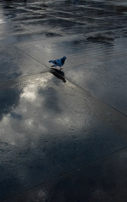 Pigeon