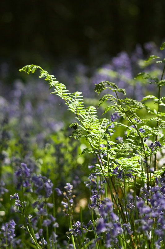 Green fern