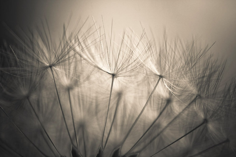 Fairy spores
