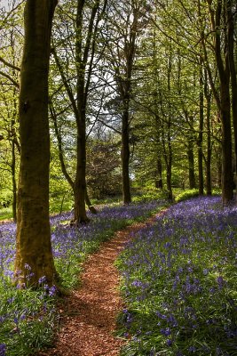Bluebell path