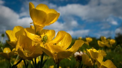 8 May... Buttercups