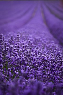 Lavender 4