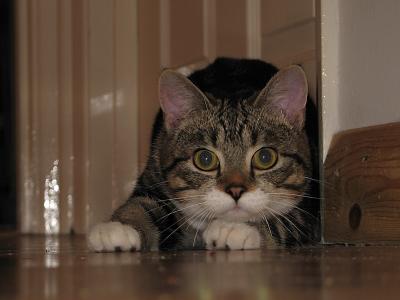 About to attack