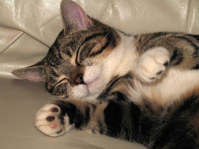 Sleepy 5