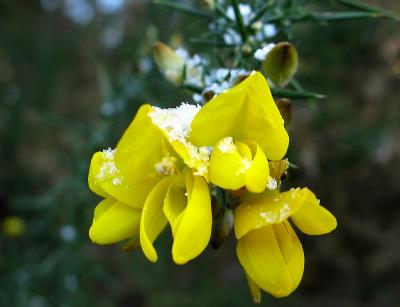g3/54/380754/3/54072393.Gorse.jpg