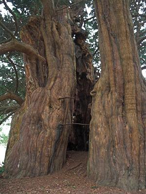 1,500 yr old Yew tree