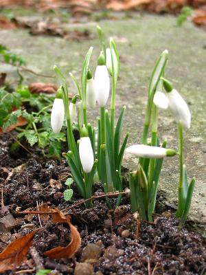 Snowdrops