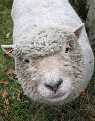 Friendly sheep