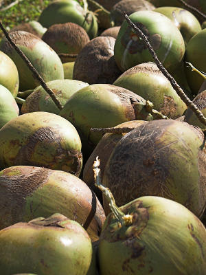 Coconuts !