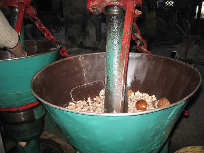 Grinding coconut to extract the oil