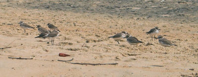 Wildlife