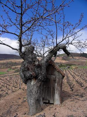 Beaujolais