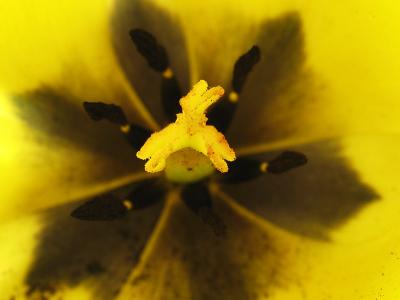 Yellow tulip 2