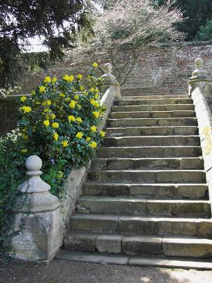 The steps