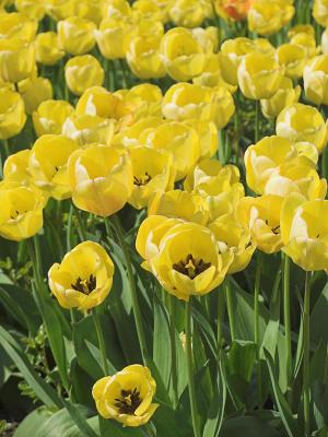 Yellow tulips