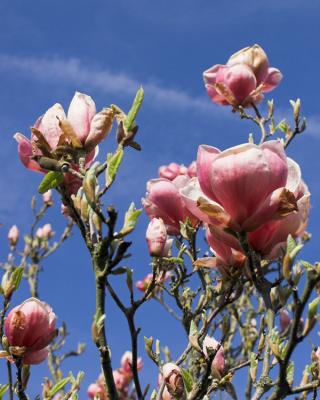 Magnolia blossom