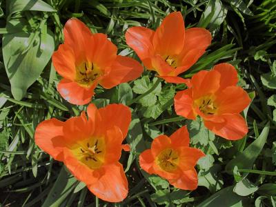 Orange tulips 2