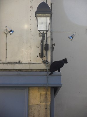 Cat on a ledge