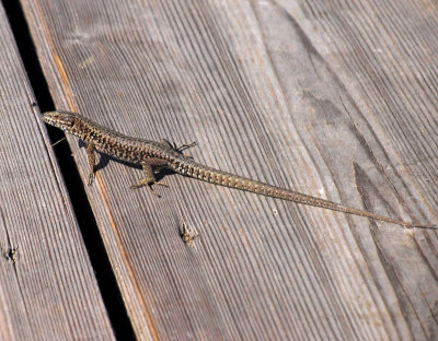 Lizard on the deck