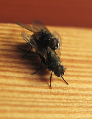 Fly 4