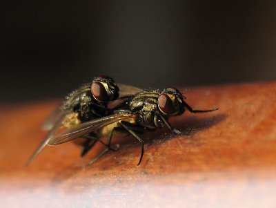 Fly 5