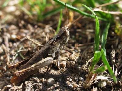Grasshopper