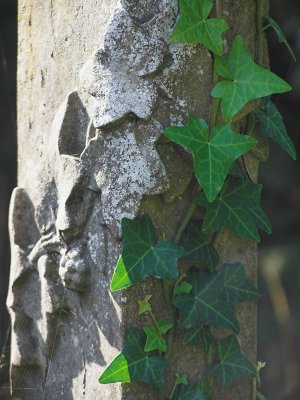 Creeping ivy 2