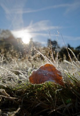 Frosty leaf