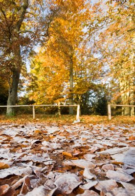 Frosty carpet