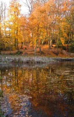 Golden reflection