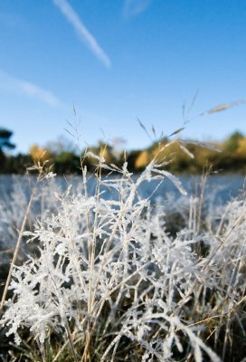 Frosted grass