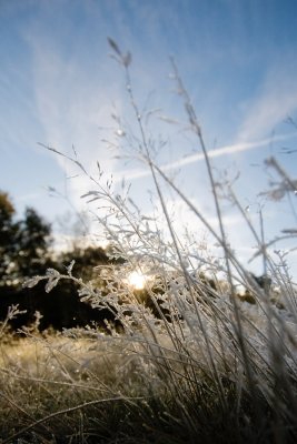 Winter grass