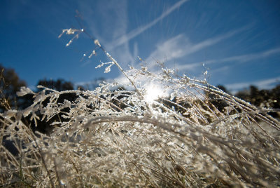 Frosted grass 2