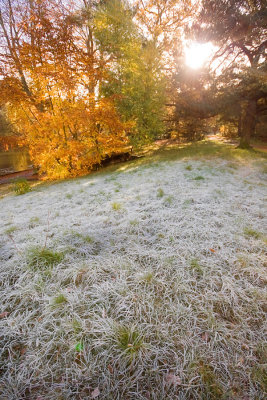frosted grass 2