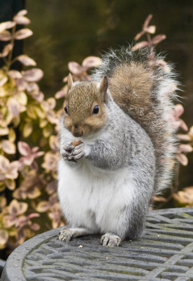 17 Nov... Mr Squirrel