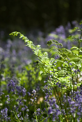 g3/54/380754/3/96620004.n2wVgFDP.jpg